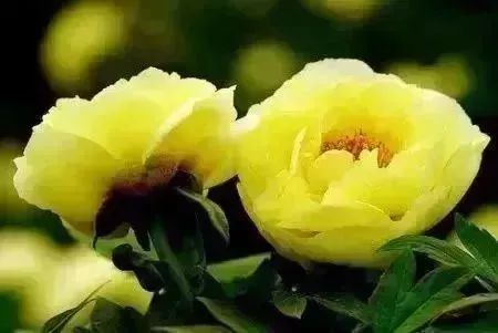 牡丹素有“国色天香 ,花中之王”的美称。